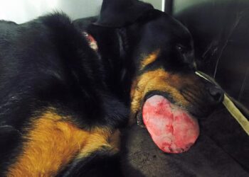 Hvordan Vælger Du Sikre Hundelege?