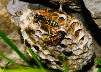 Sådan holder du irriterende hvepse væk denne sommer!