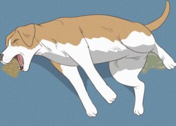 Levetid for Hunde – Hvilket Rask Lever Længst?