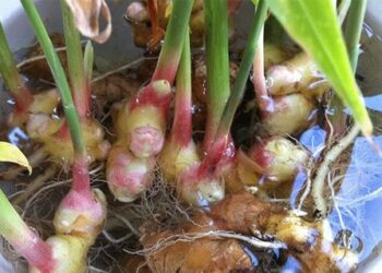 Sådan dyrker du din egen ingefær derhjemme