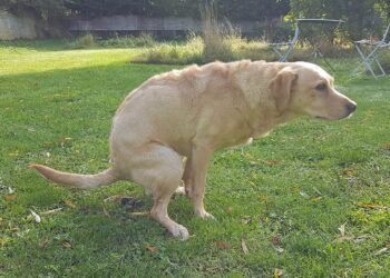 BIZART: Et stort antal hundeejere indrømmer denne chokerende tilståelse