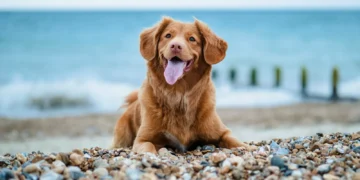Denne hund matcher bedst dit horoskop. Med mig var det rigtigt!