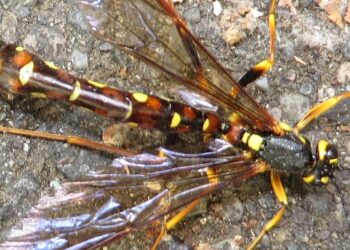 Forskere opdager ny hvepseart med brod så dødbringende som et våben